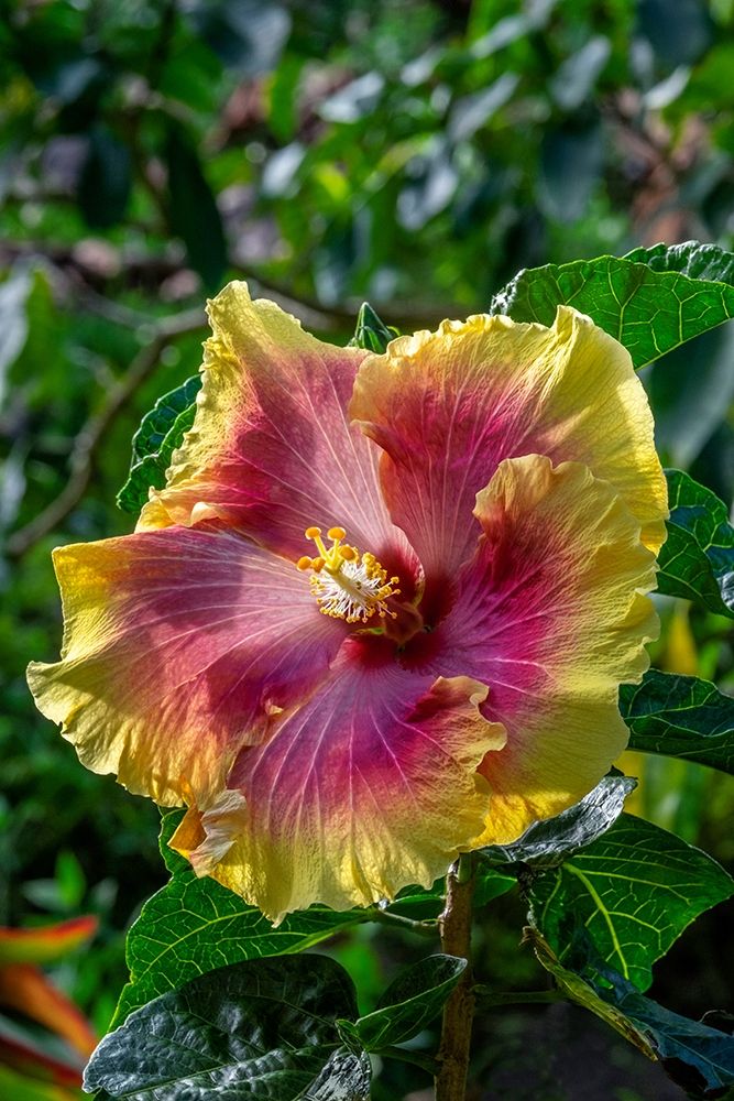 Hibiscus flower